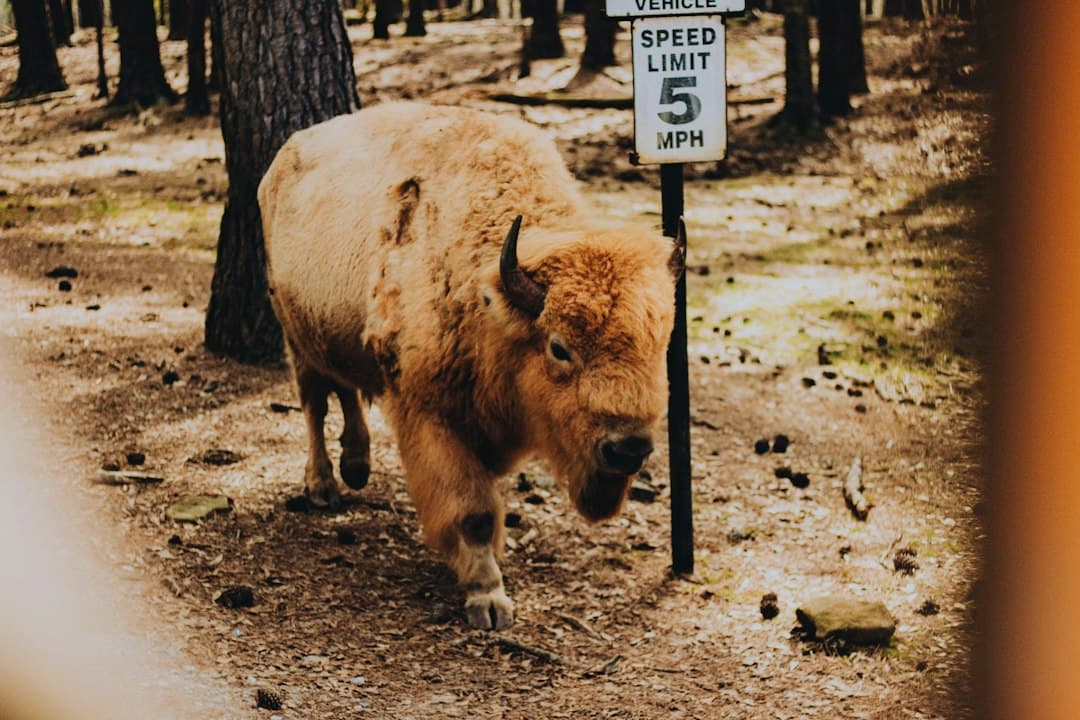 brown yak on brown field during daytime — Photo by Taylor Sondgeroth on Unsplash