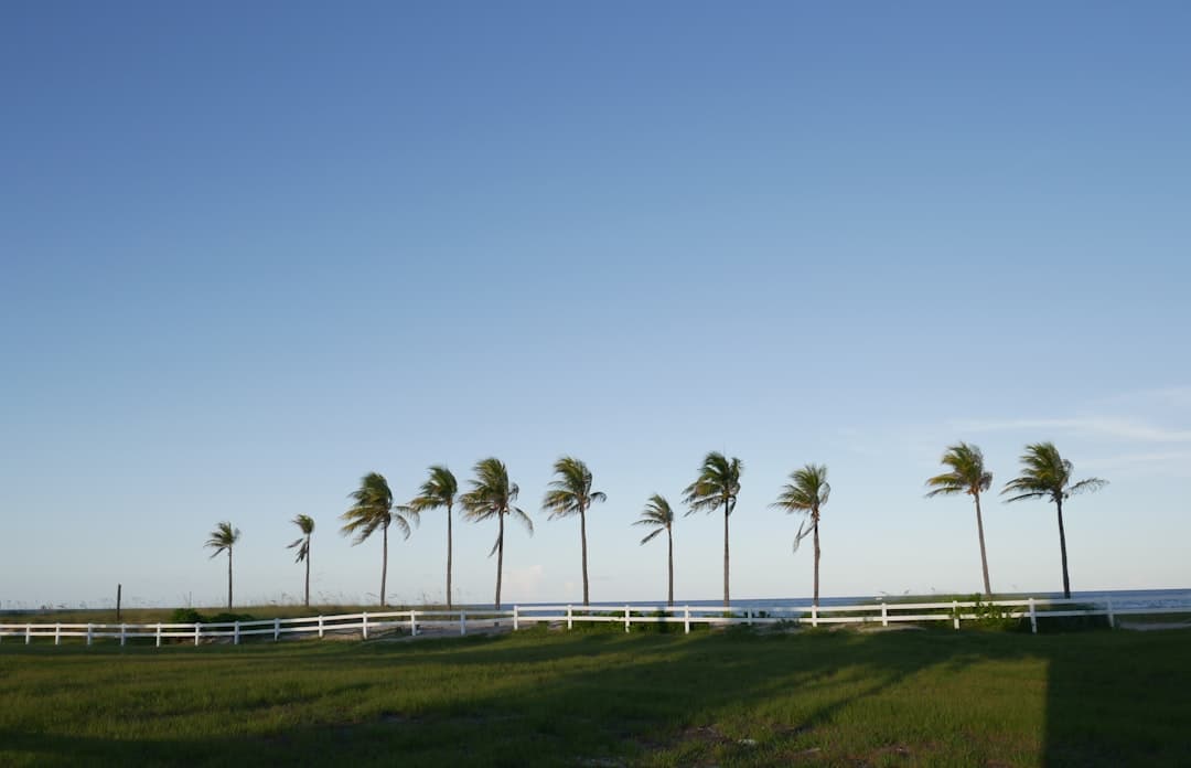 green coconut palm trees on green grass field under blue sky during daytime — Photo by Kateryna T on Unsplash