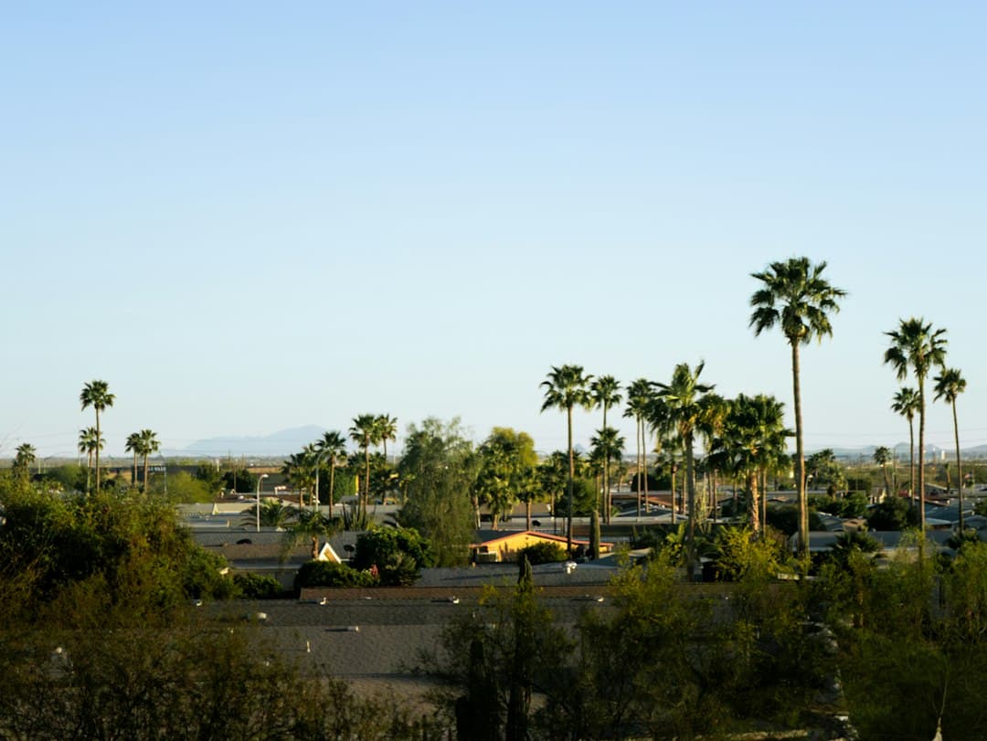 Palm trees rising above residential rooftops under a clear blue sky — Photo by Macarena Ollarzú on Unsplash