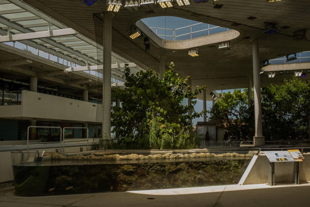 a tree in a building — Photo by Megan O'Hanlon on Unsplash